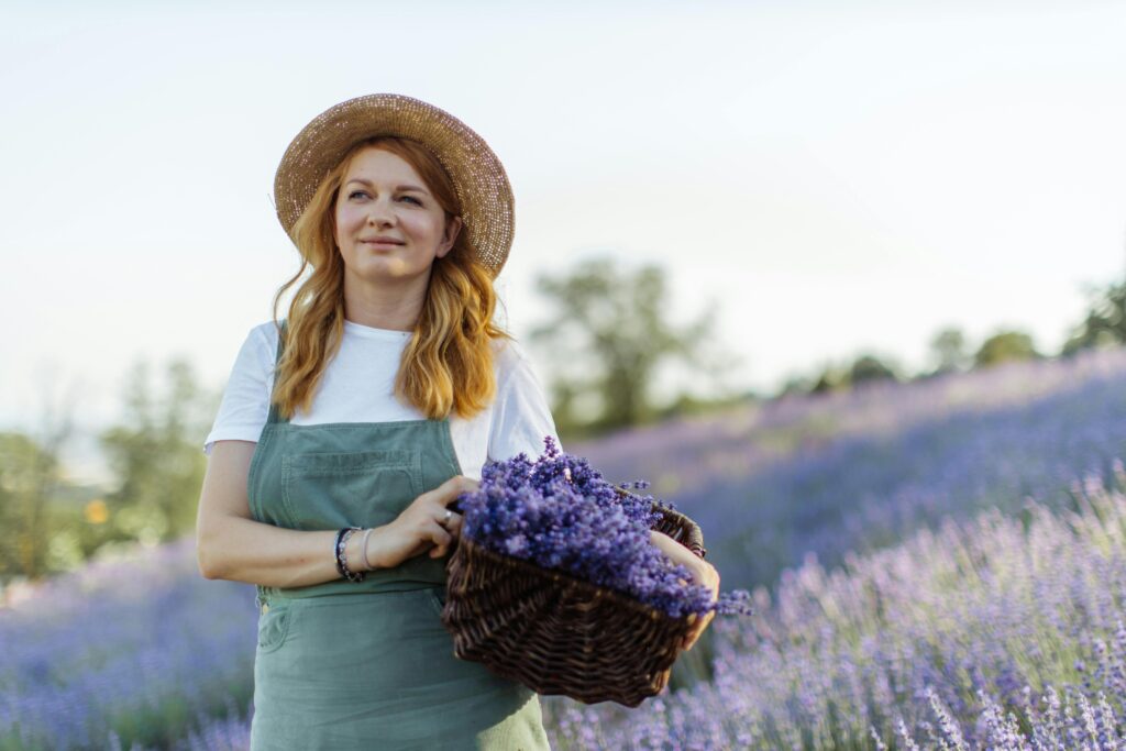 Mùa Hoa Lavender