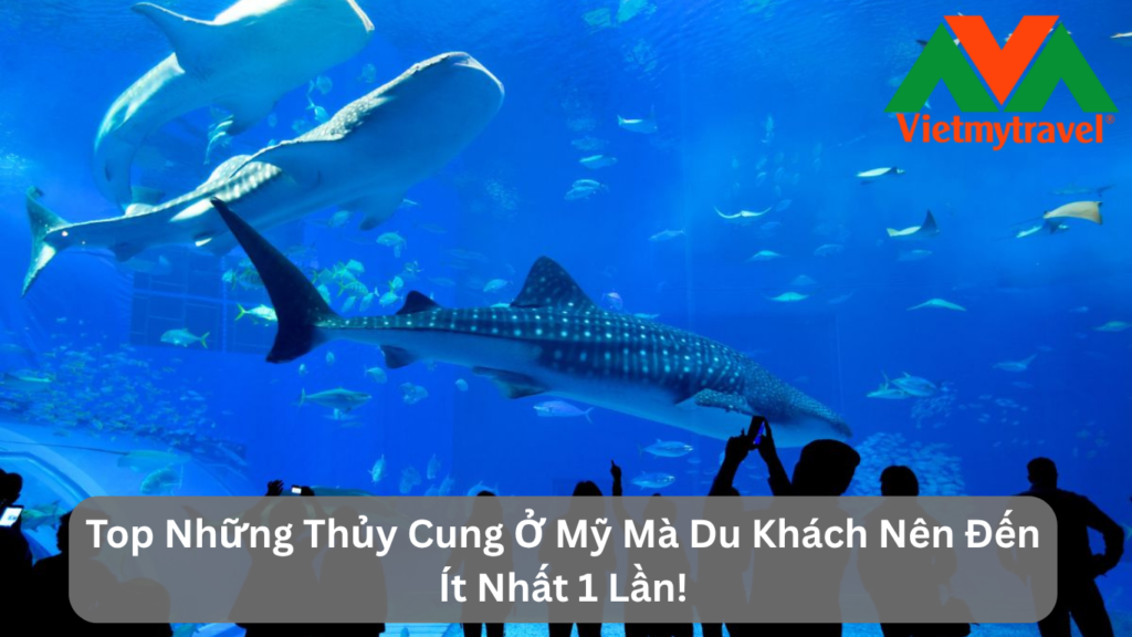 Top Những Thủy Cung Ở Mỹ Mà Du Khách Nên Đến Ít Nhất 1 Lần!