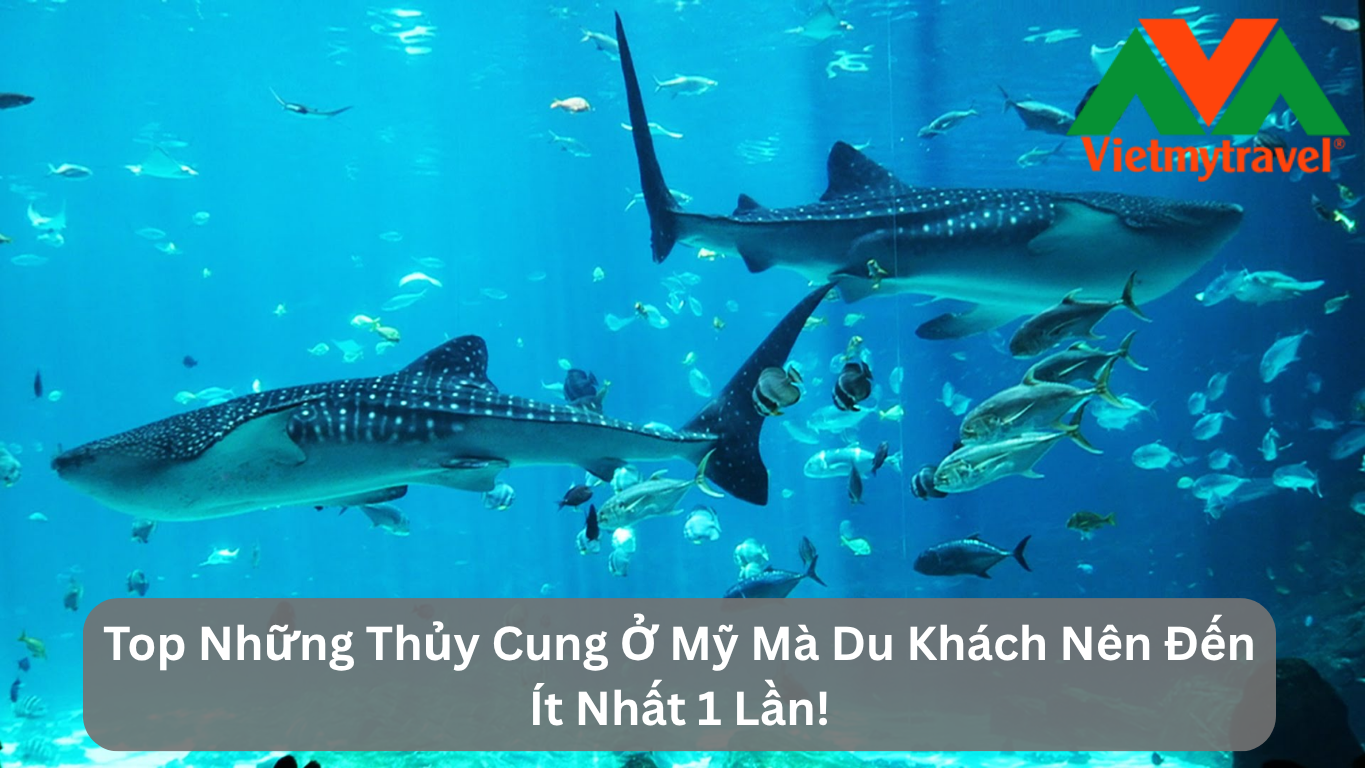 Top Những Thủy Cung Ở Mỹ Mà Du Khách Nên Đến Ít Nhất 1 Lần!